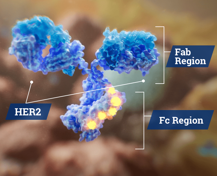 Scientific Illustration of the Fab and Fc regions of the MARGENZA monoclonal antibody.