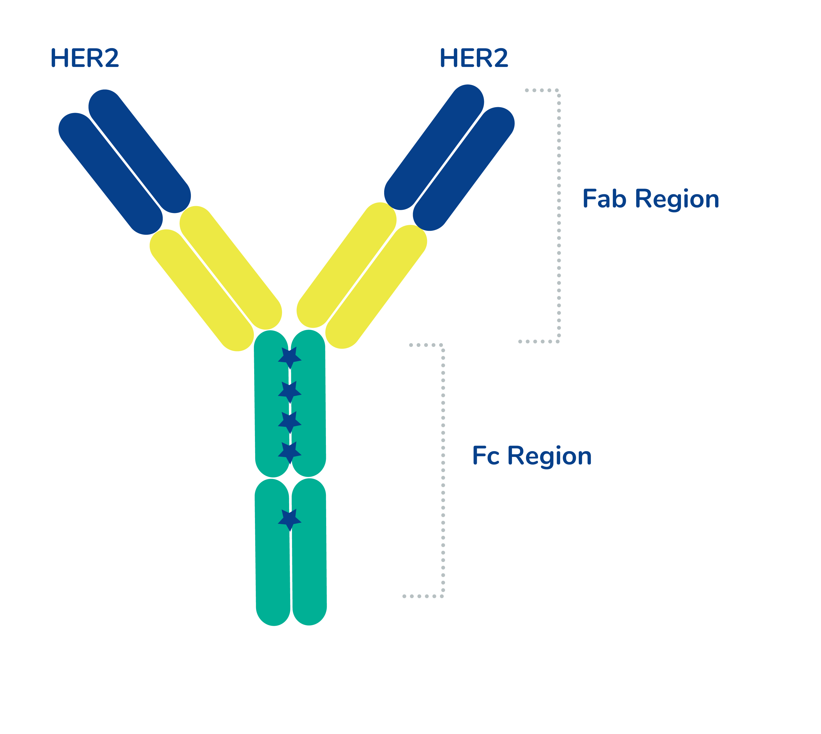 Drawing of monoclonal antibody