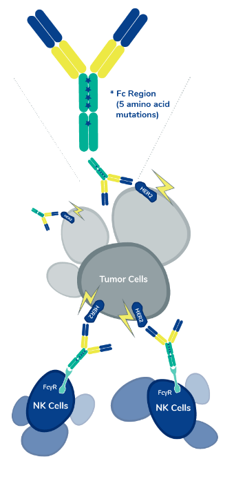 Scientific Illustration of MARGENZA recruiting natural killer cells to destroy cancer tumor cells. 